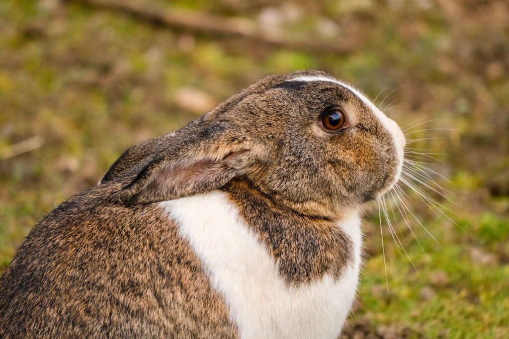 rabbit, cute, animal-7863312.jpg